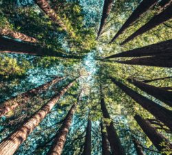 Impact investment